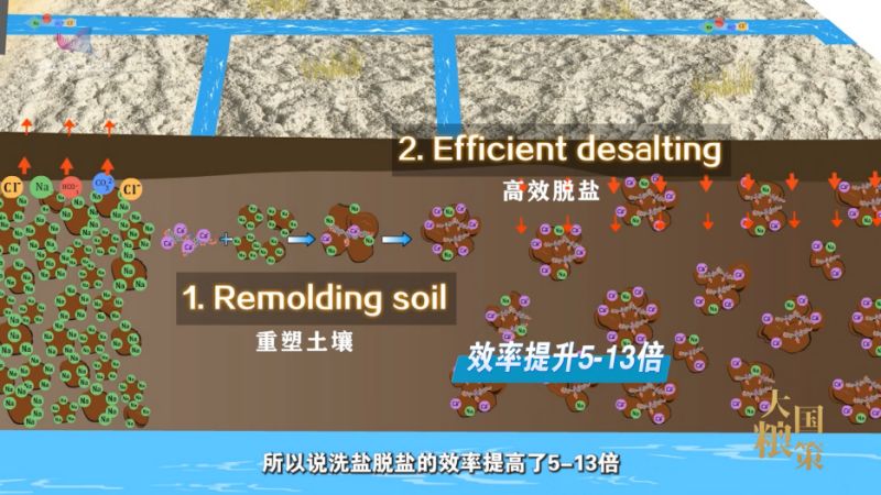 【大国粮策】寻方问药，让白土地破“碱”重生